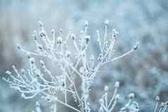 冻分支冬天景观冬天自然自然冬天景观树覆盖雪花
