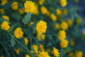 美丽的黄色的中国棣棠属公园美妙的黄色的花瓣绿色背景开花黄色的花背景自然壁纸开花装饰日本中国棣棠属特里分支春天