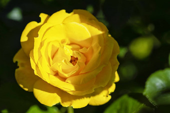黄色的玫瑰花花园玫瑰花朵夏天阳光明媚的一天关闭精致的黄色的玫瑰花园阳光明媚的夏天一天