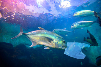 鱼吃塑料袋蓝色的海环境保护概念扔垃圾海