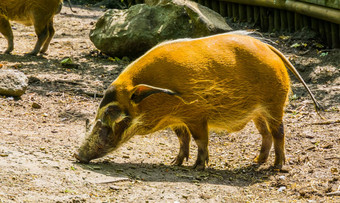 肖像红色的河猪热带野生野猪specie非洲