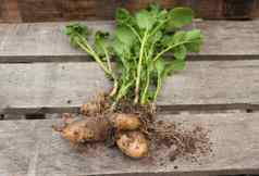 土豆胡萝卜收获有机花园