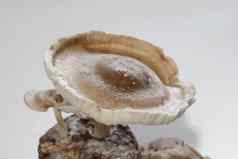 香菇蘑菇底物