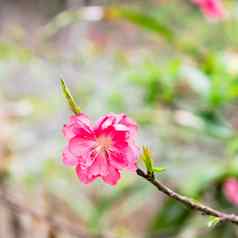 盛开的单桃子花农村花园北越南