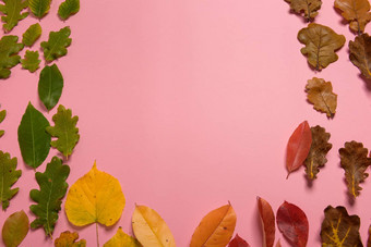 背景集团秋天橙色绿色黄色的棕色（的）叶子心形状减少中间粉红色的背景工作室拍摄视图水平取向复制空间