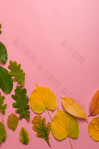背景集团秋天橙色绿色黄色的棕色（的）叶子心形状减少中间粉红色的背景工作室拍摄视图水平取向复制空间