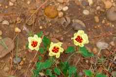 野生黄色的红色的乡村花盛开的春天