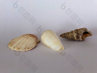 类型形状贝壳