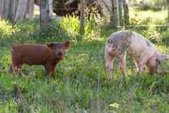 牲畜宽松的猪走农场
