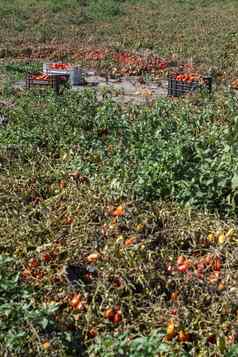 挑选西红柿手动板条箱番茄农场番茄各种