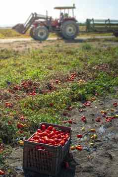 挑选西红柿手动板条箱番茄农场番茄各种