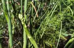 芦笋植物自然日益增长的芦笋农业