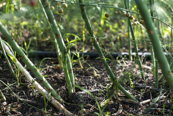 芦笋植物自然日益增长的芦笋农业