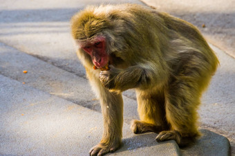 特写镜头日本短尾猿吃食物热带灵长类动物specie日本