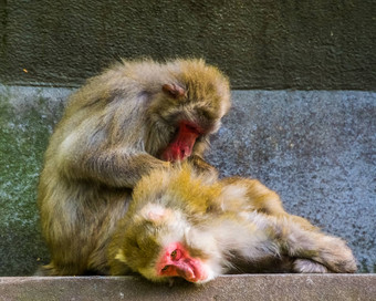 日本短尾猿夫妇梳理典型的社会灵长类动物行为热带猴子日本