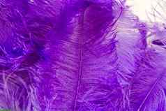 背景色彩斑斓的狂欢节羽毛纹理