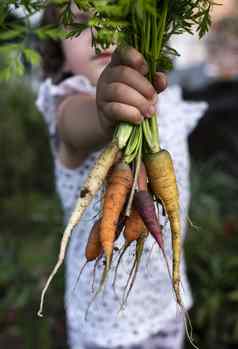 胡萝卜小有机农场孩子农民持有多彩色的