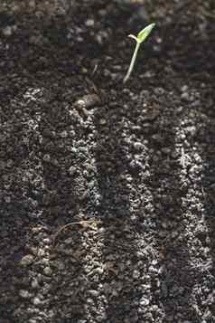 土壤小细菌植物太阳射线土壤