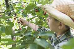 孩子收获欧洲酸樱桃樱桃
