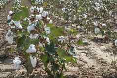 棉花植物场