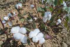 棉花植物场