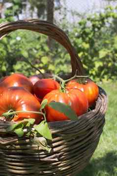 西红柿木篮子