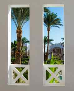 窗口视图热带花园高棕榈树埃及