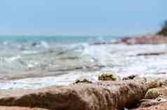 贝壳沙子海滩背景