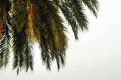 棕榈分支机构白色背景热带背景模式