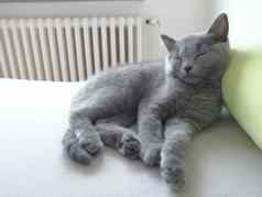美丽的灰色的小猫睡觉床铺