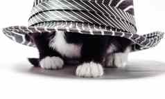 猫小猫白色黑色的皮毛隐藏他