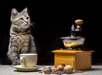 虎斑颜色小猫表格咖啡磨床杯谷物坚果