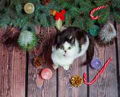 一年平躺灰色的白色小猫木地板上圣诞节装饰绿色冷杉分支机构