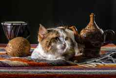 不满意猫水壶鼓非洲手鼓椰子色彩斑斓的地毯