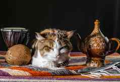 不满意猫水壶鼓非洲手鼓椰子色彩斑斓的地毯