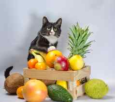 黑色的白色猫警卫盒子异国情调的水果