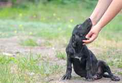 黑色的小狗忠诚地人类