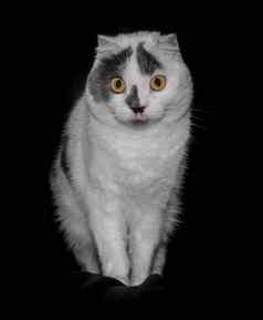 黑色的白色猫黄色的眼睛黑色的背景关闭