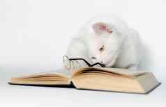 白色猫眼镜书清洁背景关闭