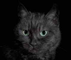 黑色的愤怒的不满的猫明亮的绿色眼睛