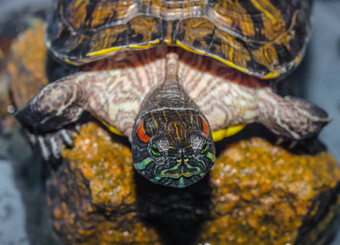 明亮的红耳乌龟坐在湿棕色（的）石头