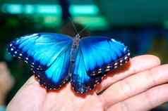 明亮的蓝色的大蝴蝶坐在传播翅膀人类开放