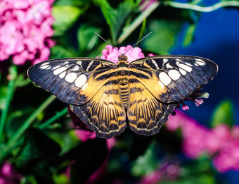 明亮的黑色的黄色的大蝴蝶坐在传播翅膀艺术