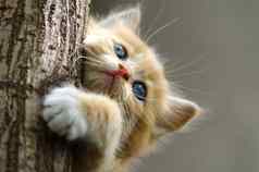 姜条纹小猫攀爬树树干