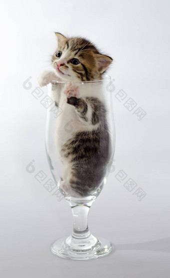 小小猫颜色虎斑坐着清晰的啤酒玻璃