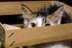 白色棕色（的）毛茸茸的小猫窥视木包装