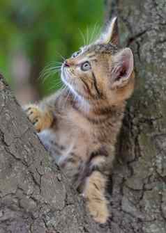 小猫颜色虎斑攀爬树