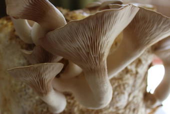 王牡蛎蘑菇