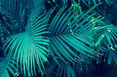 叶子摘要棕榈热带叶子色彩斑斓的花黑暗热带树叶自然背景黑暗蓝色的树叶自然