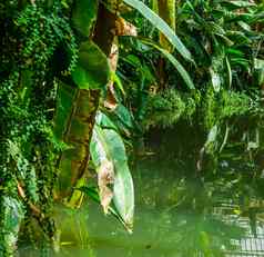 美丽的热带花园风景水绿色植物叶子异国情调的自然背景